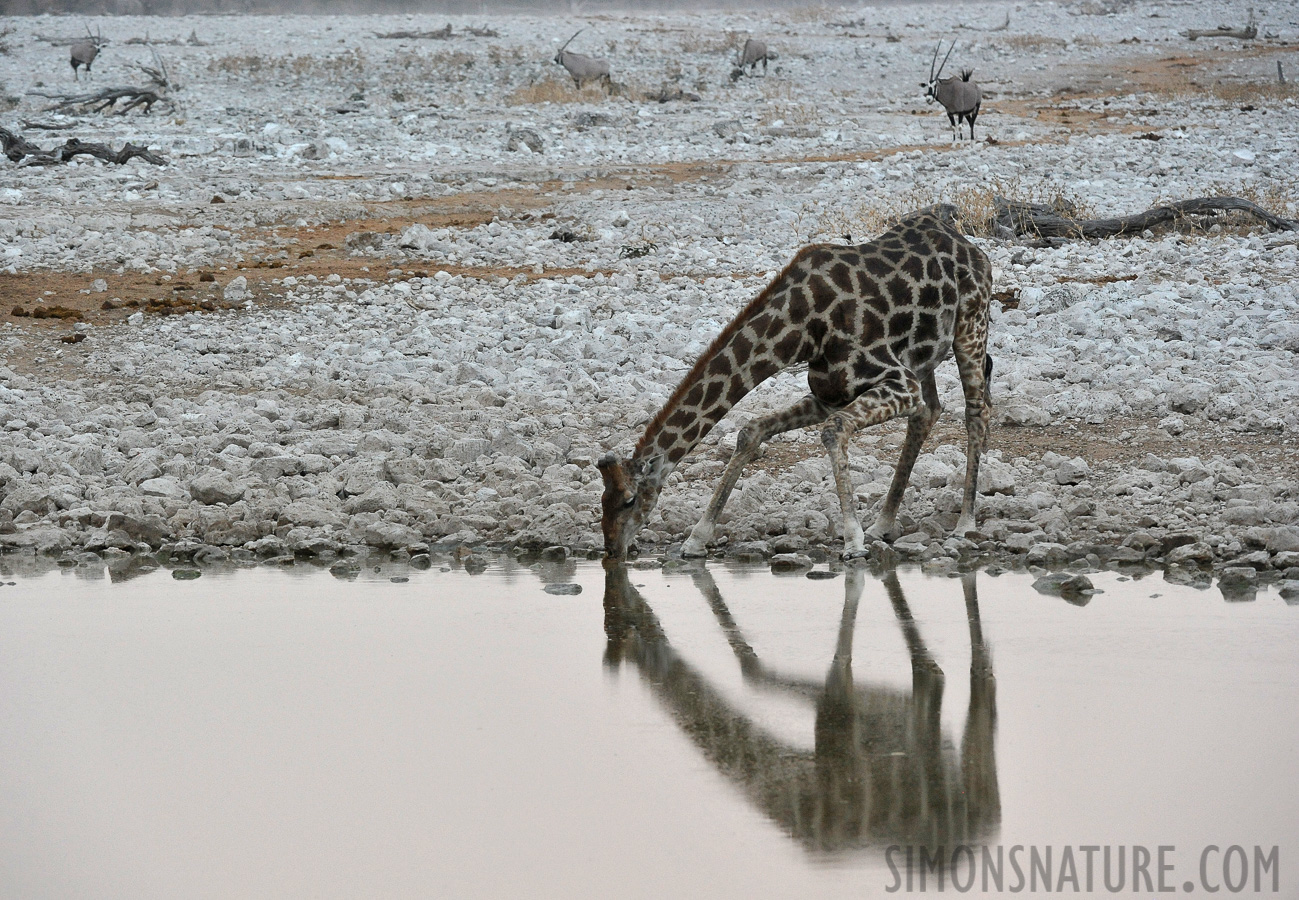 Giraffa giraffa angolensis [280 mm, 1/200 sec at f / 7.1, ISO 2500]